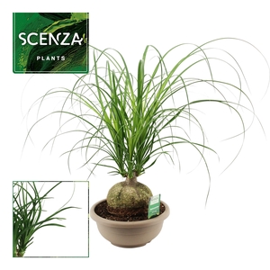 Beaucarnea Bol 25 cm