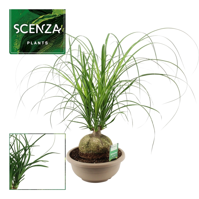 <h4>Beaucarnea Bol 25 cm</h4>