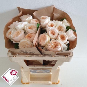 R GR EMMA WOODHOUSE .