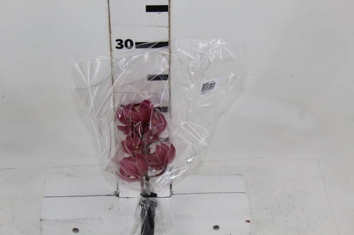 <h4>CYMBIDIUM VINHO</h4>