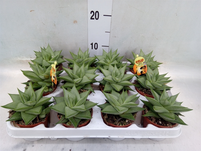 <h4>Haworthia limifolia 'Roux'</h4>