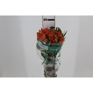 ALSTROEMERIA TROPICANA 080 CM