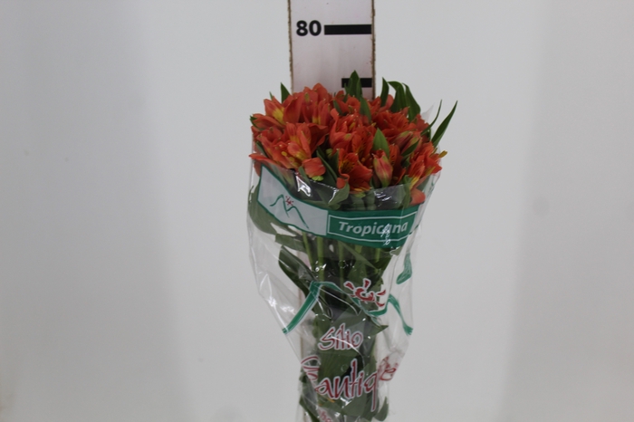 <h4>ALSTROEMERIA TROPICANA 080 CM</h4>