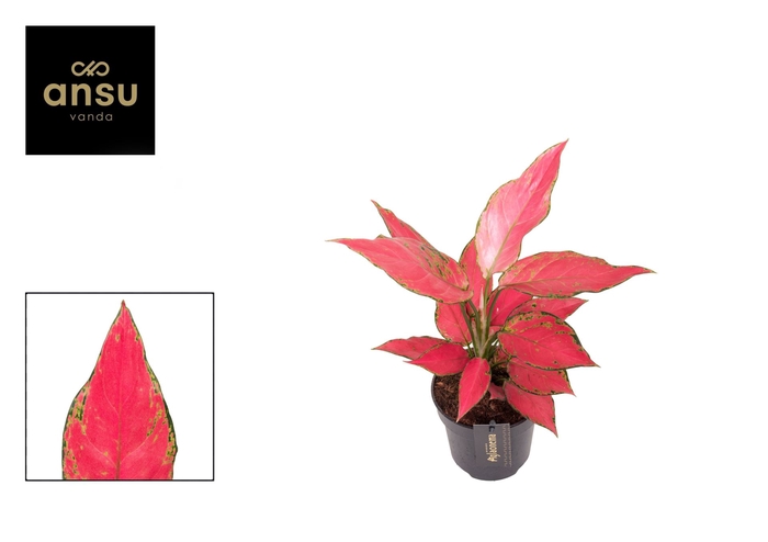 <h4>Aglaonema overig</h4>