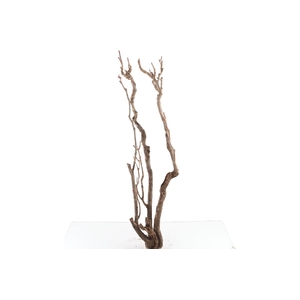 Syringa Branch Super Mozart