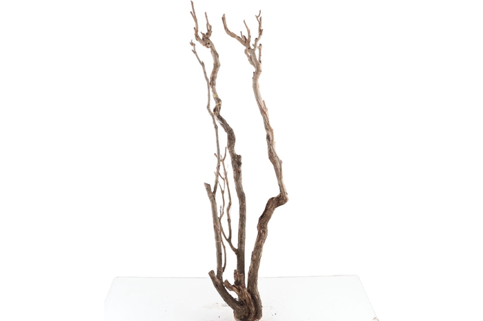 <h4>Syringa Branch Super Mozart</h4>