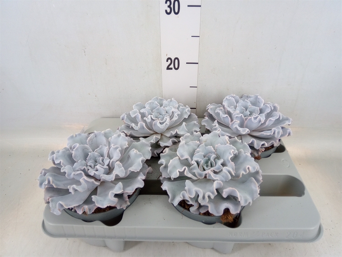 <h4>Echeveria   ...</h4>