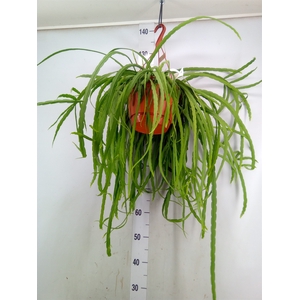 Lepismium bolivianum