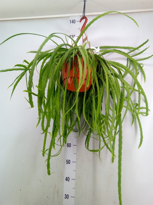 <h4>Lepismium bolivianum</h4>