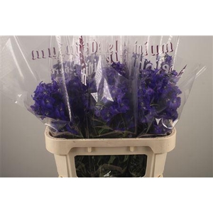 Delph En Atlantis Dark Blue