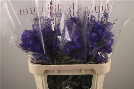 <h4>Delph En Atlantis Dark Blue</h4>