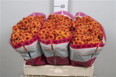 <h4>Chr S Aaa Edvaldo</h4>