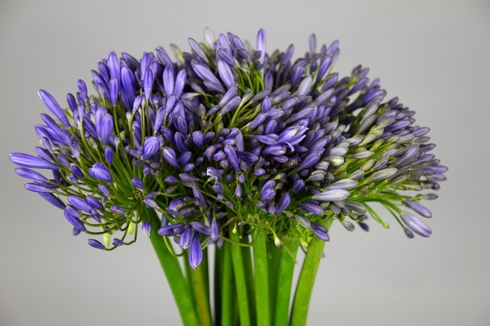 <h4>Agapanthus Blue Heaven</h4>