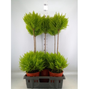 Cupressus macro. 'Goldcrest' .shape