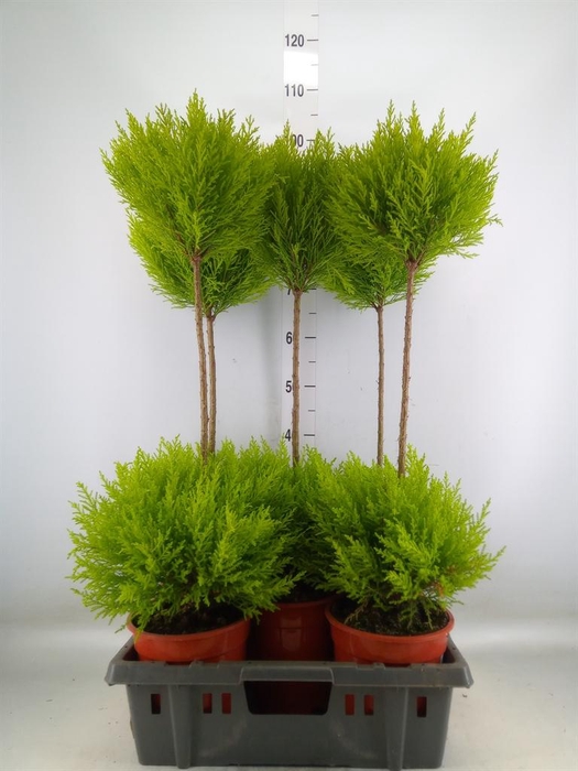 <h4>Cupressus macro. 'Goldcrest' .shape</h4>