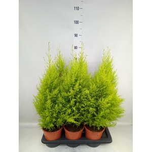 Cupressus macro. 'Goldcrest Wilma'