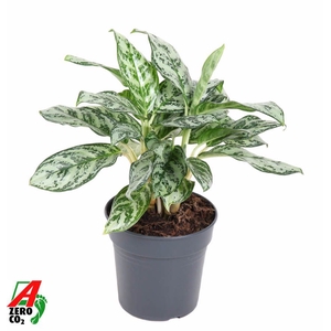 Aglaonema   ...