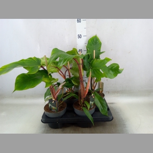 Philodendron squamiferum