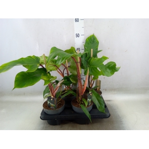 Philodendron squamiferum