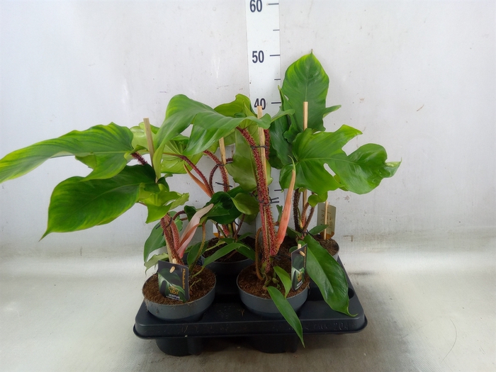 <h4>Philodendron squamiferum</h4>