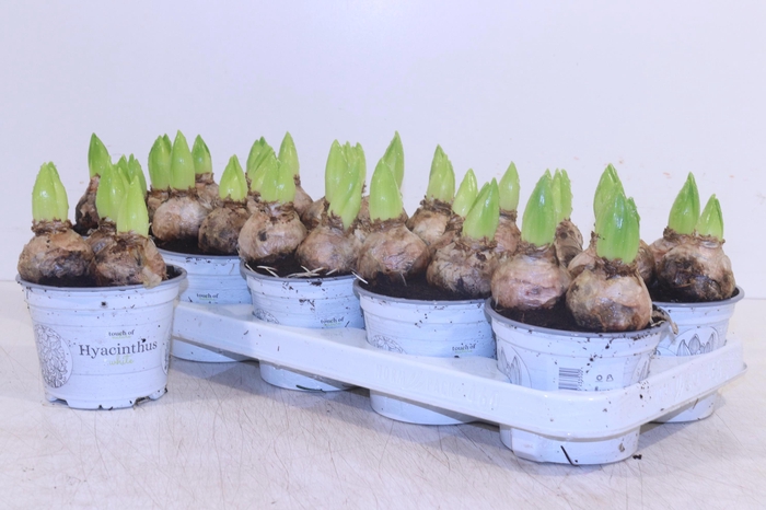 <h4>HYACIN WHITE PEARL</h4>