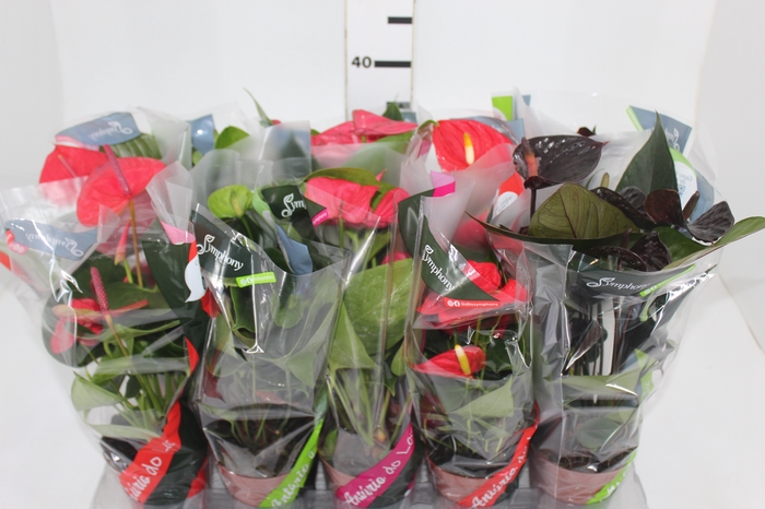 <h4>ANTHURIUM VARIADO P12</h4>