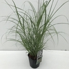 Miscanthus 'Flamingo' P17 (2ltr)