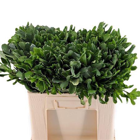 <h4>Pittosporum Ilan</h4>