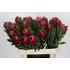 Protea Brenda