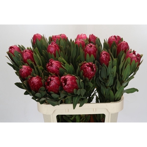 Protea Brenda