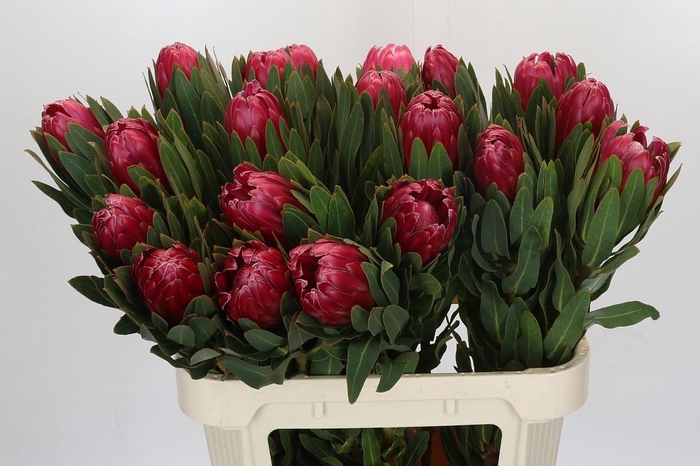 Protea Brenda