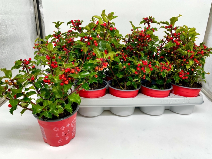 <h4>ILEX MESERVEAE</h4>