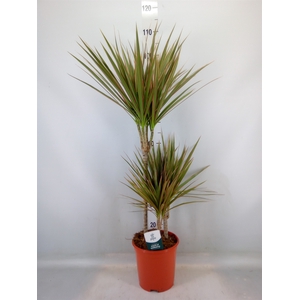 Dracaena marg. 'Bicolor'