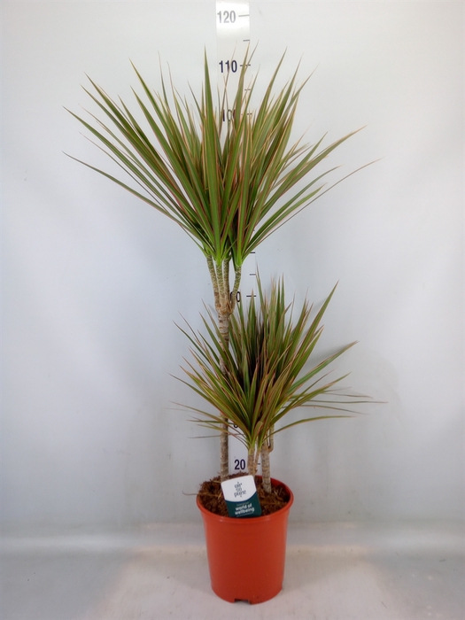 <h4>Dracaena marg. 'Bicolor'</h4>