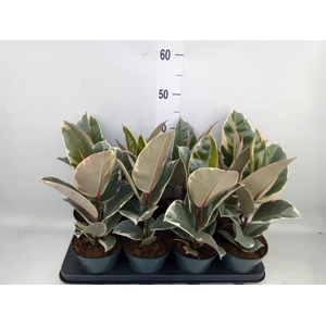Ficus elastica 'Tineke'