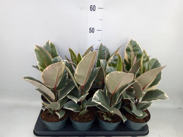 <h4>Ficus elastica 'Tineke'</h4>