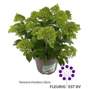 HYDR PA PANDORA