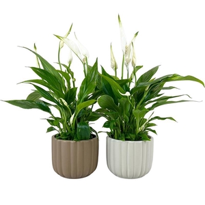 SPATHIPHYLLUM WALLISII