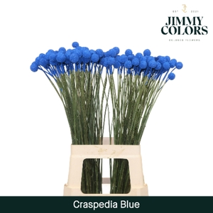 Craspedia L70 Blue