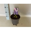 vaste planten 19 cm  Geranium Bloom Me Away
