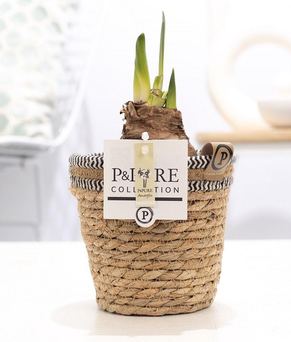 <h4>Hippeastrum white in P&PURE Basket 6</h4>