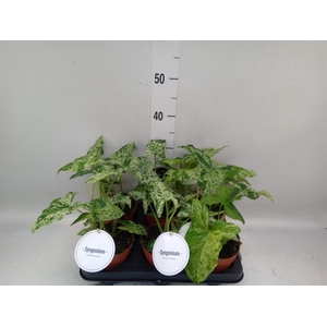 Syngonium   ...