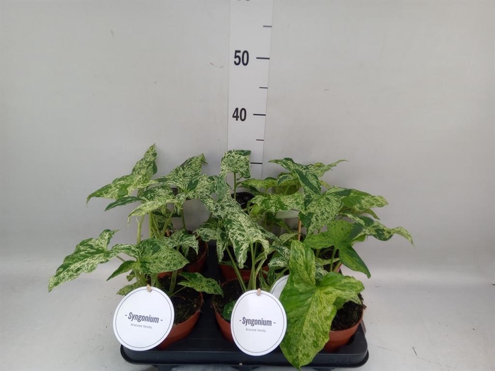 <h4>Syngonium   ...</h4>