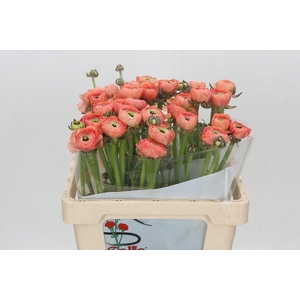 Ranunculus Clooney Tuareg Super