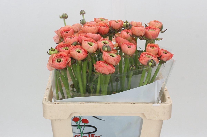 <h4>Ranunculus Clooney Tuareg Super</h4>