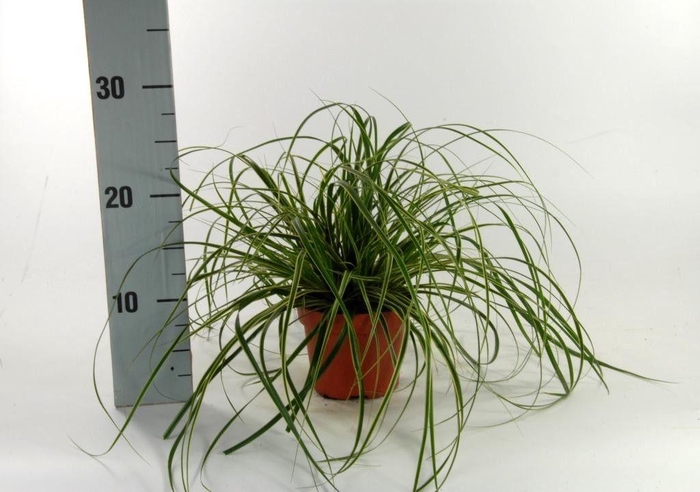 <h4>Carex 'Fisher's Form' p12</h4>