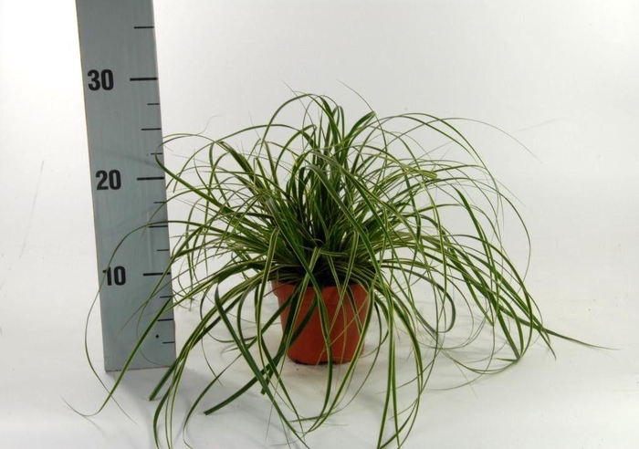 <h4>Carex 'Fisher's Form' p12</h4>