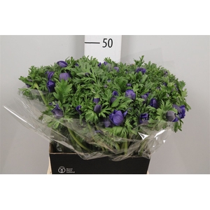Anem Co Carmel Blue