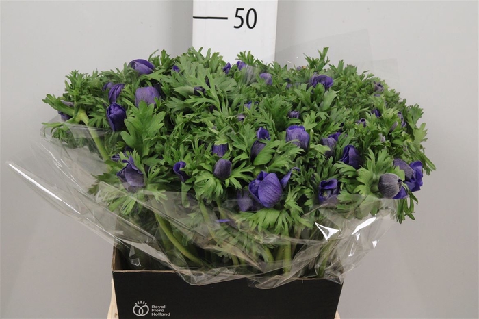 <h4>Anem Co Carmel Blue</h4>