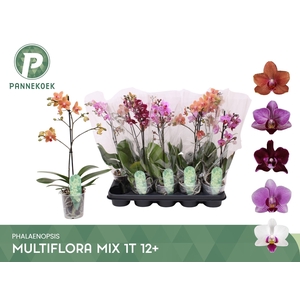 PHAL MF GEM 5 KL